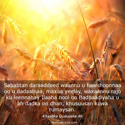Picture 03 - 1 Timoteyos 4:10 SOM - Sababtan daraaddeed waannu u hawshoonnaa oo u - Bible Verse Picture