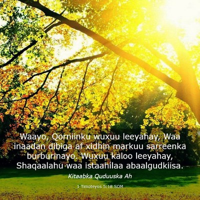 Picture 03 - 1 Timoteyos 5:18 SOM - Waayo, Qorniinku wuxuu leeyahay, Waa inaadan - Bible Verse Picture