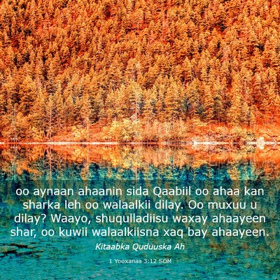 Picture 03 - 1 Yooxanaa 3:12 SOM - oo aynaan ahaanin sida Qaabiil oo ahaa kan sharka - Bible Verse Picture