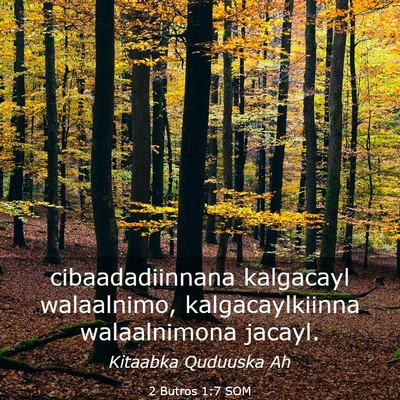 Picture 03 - 2 Butros 1:7 SOM - cibaadadiinnana kalgacayl walaalnimo, - Bible Verse Picture