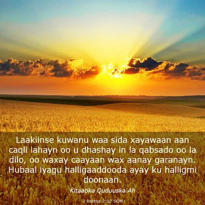 Picture 03 - 2 Butros 2:12 SOM - Laakiinse kuwanu waa sida xayawaan aan caqli - Bible Verse Picture