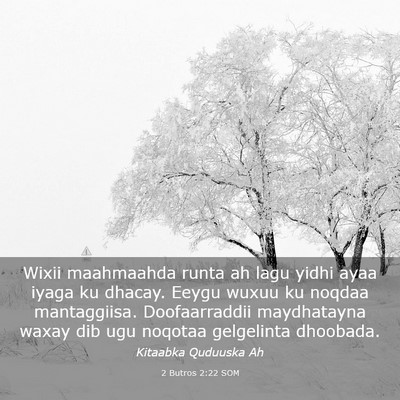 Picture 03 - 2 Butros 2:22 SOM - Wixii maahmaahda runta ah lagu yidhi ayaa iyaga - Bible Verse Picture