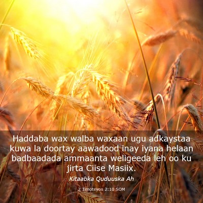 Picture 03 - 2 Timoteyos 2:10 SOM - Haddaba wax walba waxaan ugu adkaystaa kuwa la - Bible Verse Picture