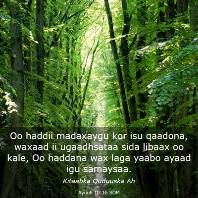 Picture 03 - Ayuub 10:16 SOM - Oo haddii madaxaygu kor isu qaadona, waxaad ii - Bible Verse Picture