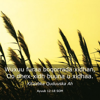 Picture 03 - Ayuub 12:18 SOM - Wuxuu furaa boqorrada xidhan, Oo dhex-xidh buuna - Bible Verse Picture