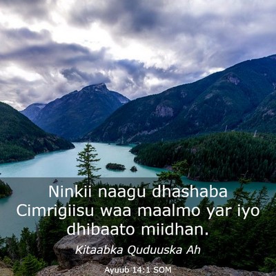 Picture 03 - Ayuub 14:1 SOM - Ninkii naagu dhashaba Cimrigiisu waa maalmo yar - Bible Verse Picture