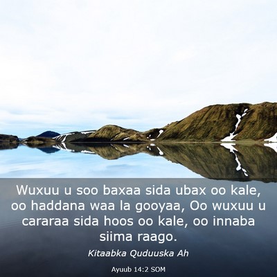 Picture 03 - Ayuub 14:2 SOM - Wuxuu u soo baxaa sida ubax oo kale, oo haddana - Bible Verse Picture