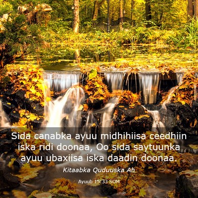 Picture 03 - Ayuub 15:33 SOM - Sida canabka ayuu midhihiisa ceedhiin iska ridi - Bible Verse Picture