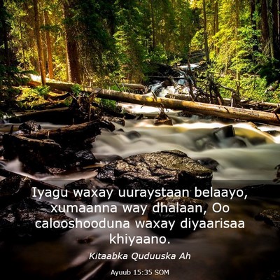 Picture 03 - Ayuub 15:35 SOM - Iyagu waxay uuraystaan belaayo, xumaanna way - Bible Verse Picture