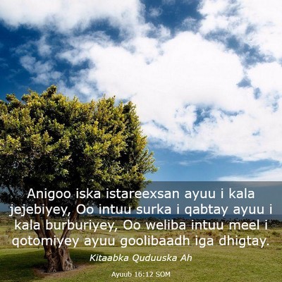 Picture 03 - Ayuub 16:12 SOM - Anigoo iska istareexsan ayuu i kala jejebiyey, Oo - Bible Verse Picture