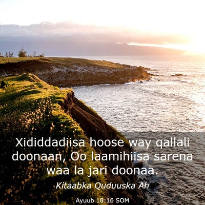 Picture 03 - Ayuub 18:16 SOM - Xididdadiisa hoose way qallali doonaan, Oo - Bible Verse Picture