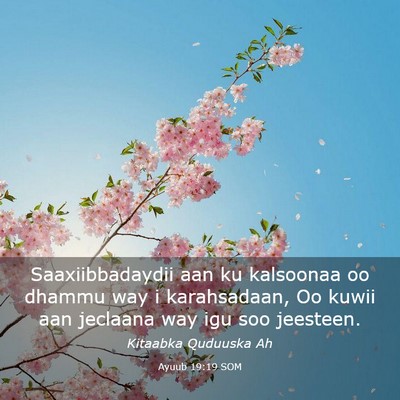 Picture 03 - Ayuub 19:19 SOM - Saaxiibbadaydii aan ku kalsoonaa oo dhammu way i - Bible Verse Picture