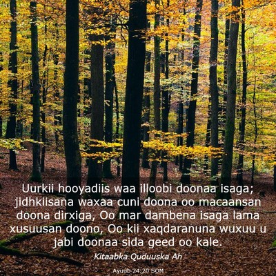 Picture 03 - Ayuub 24:20 SOM - Uurkii hooyadiis waa illoobi doonaa isaga; - Bible Verse Picture