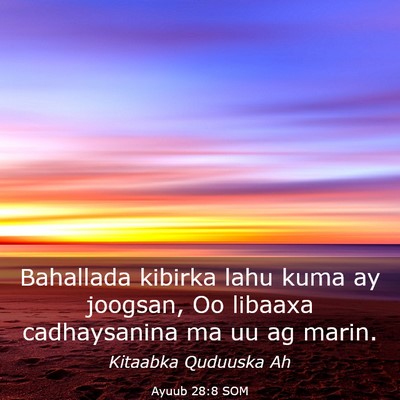 Picture 03 - Ayuub 28:8 SOM - Bahallada kibirka lahu kuma ay joogsan, Oo - Bible Verse Picture