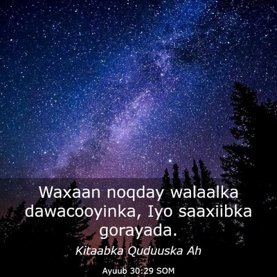 Picture 03 - Ayuub 30:29 SOM - Waxaan noqday walaalka dawacooyinka, Iyo - Bible Verse Picture