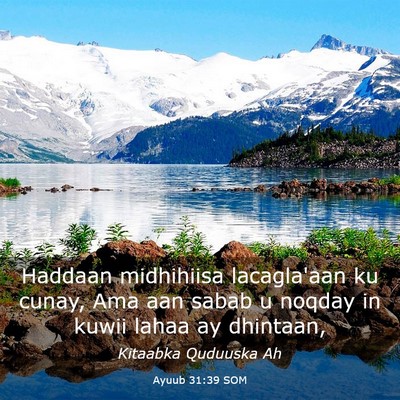 Picture 03 - Ayuub 31:39 SOM - Haddaan midhihiisa lacagla'aan ku cunay, Ama aan - Bible Verse Picture