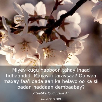 Picture 03 - Ayuub 35:3 SOM - Miyey kugu habboon tahay inaad tidhaahdid, Maxay - Bible Verse Picture