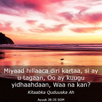 Picture 03 - Ayuub 38:35 SOM - Miyaad hillaaca diri kartaa, si ay u tagaan, Oo - Bible Verse Picture
