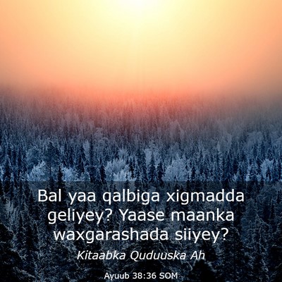 Picture 03 - Ayuub 38:36 SOM - Bal yaa qalbiga xigmadda geliyey? Yaase maanka - Bible Verse Picture