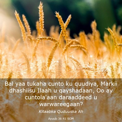 Picture 03 - Ayuub 38:41 SOM - Bal yaa tukaha cunto ku quudiya, Markii dhashiisu - Bible Verse Picture