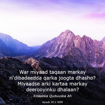 Picture 03 - Ayuub 39:1 SOM - War miyaad taqaan markay ri'dibadeedda qarka - Bible Verse Picture