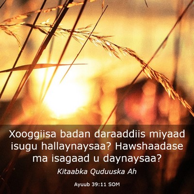 Picture 03 - Ayuub 39:11 SOM - Xooggiisa badan daraaddiis miyaad isugu - Bible Verse Picture