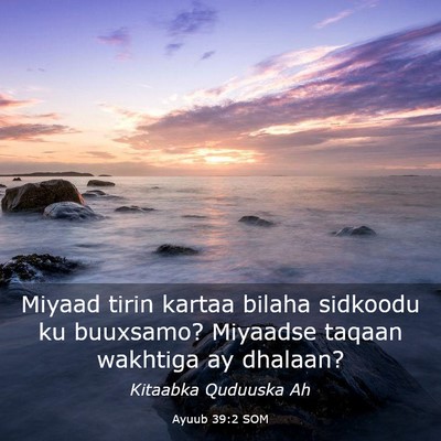 Picture 03 - Ayuub 39:2 SOM - Miyaad tirin kartaa bilaha sidkoodu ku buuxsamo? - Bible Verse Picture