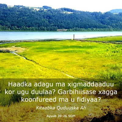 Picture 03 - Ayuub 39:26 SOM - Haadka adagu ma xigmaddaaduu kor ugu duulaa? - Bible Verse Picture