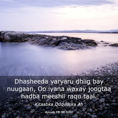 Picture 03 - Ayuub 39:30 SOM - Dhasheeda yaryaru dhiig bay nuugaan, Oo iyana - Bible Verse Picture