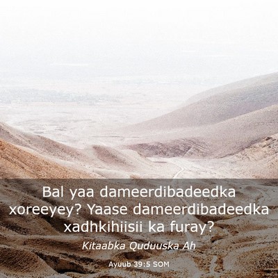 Picture 03 - Ayuub 39:5 SOM - Bal yaa dameerdibadeedka xoreeyey? Yaase - Bible Verse Picture