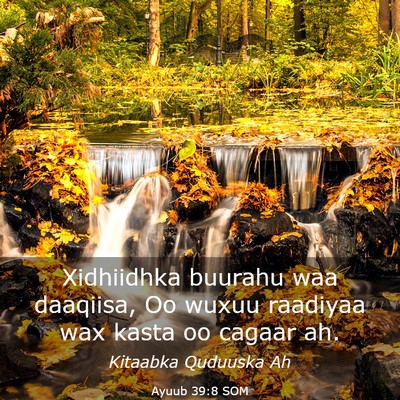 Picture 03 - Ayuub 39:8 SOM - Xidhiidhka buurahu waa daaqiisa, Oo wuxuu - Bible Verse Picture