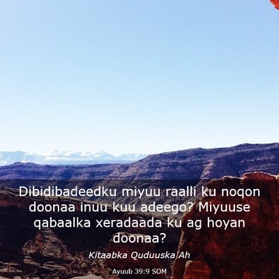 Picture 03 - Ayuub 39:9 SOM - Dibidibadeedku miyuu raalli ku noqon doonaa inuu - Bible Verse Picture