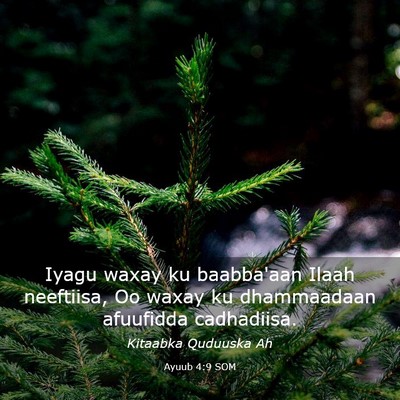 Picture 03 - Ayuub 4:9 SOM - Iyagu waxay ku baabba'aan Ilaah neeftiisa, Oo - Bible Verse Picture