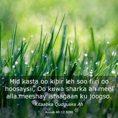 Picture 03 - Ayuub 40:12 SOM - Mid kasta oo kibir leh soo fiiri oo hoosaysii, Oo - Bible Verse Picture