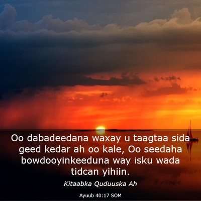 Picture 03 - Ayuub 40:17 SOM - Oo dabadeedana waxay u taagtaa sida geed kedar ah - Bible Verse Picture