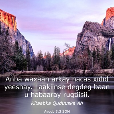 Picture 03 - Ayuub 5:3 SOM - Anba waxaan arkay nacas xidid yeeshay. Laakiinse - Bible Verse Picture