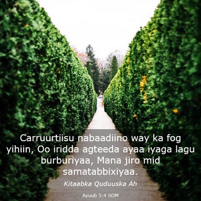 Picture 03 - Ayuub 5:4 SOM - Carruurtiisu nabaadiino way ka fog yihiin, Oo - Bible Verse Picture