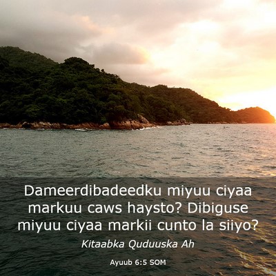 Picture 03 - Ayuub 6:5 SOM - Dameerdibadeedku miyuu ciyaa markuu caws haysto? - Bible Verse Picture