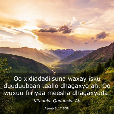 Picture 03 - Ayuub 8:17 SOM - Oo xididdadiisuna waxay isku duuduubaan taallo - Bible Verse Picture