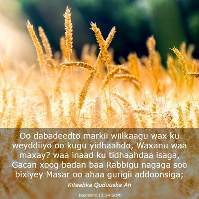 Picture 03 - Baxniintii 13:14 SOM - Oo dabadeedto markii wiilkaagu wax ku weyddiiyo - Bible Verse Picture