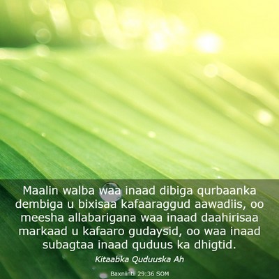 Picture 03 - Baxniintii 29:36 SOM - Maalin walba waa inaad dibiga qurbaanka dembiga u - Bible Verse Picture