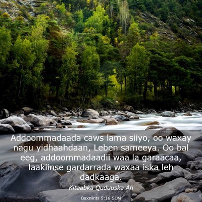 Picture 03 - Baxniintii 5:16 SOM - Addoommadaada caws lama siiyo, oo waxay nagu - Bible Verse Picture