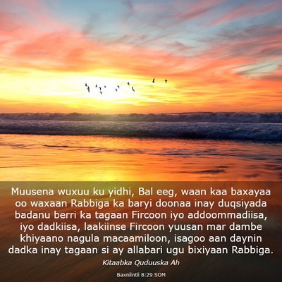 Picture 03 - Baxniintii 8:29 SOM - Muusena wuxuu ku yidhi, Bal eeg, waan kaa baxayaa - Bible Verse Picture