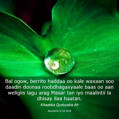 Picture 03 - Baxniintii 9:18 SOM - Bal ogow, berrito haddaa oo kale waxaan soo - Bible Verse Picture