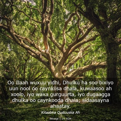 Picture 03 - Bilowgii 1:24 SOM - Oo Ilaah wuxuu yidhi, Dhulku ha soo bixiyo uun - Bible Verse Picture
