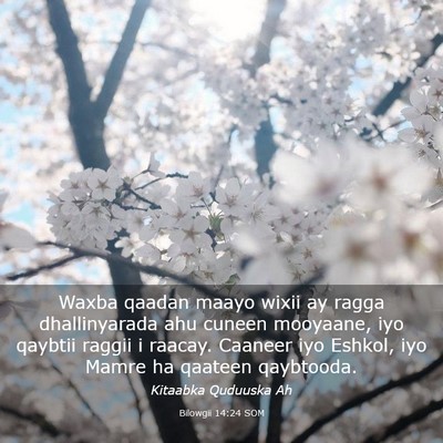 Picture 03 - Bilowgii 14:24 SOM - Waxba qaadan maayo wixii ay ragga dhallinyarada - Bible Verse Picture