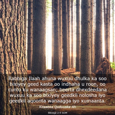 Picture 03 - Bilowgii 2:9 SOM - Rabbiga Ilaah ahuna wuxuu dhulka ka soo bixiyey - Bible Verse Picture