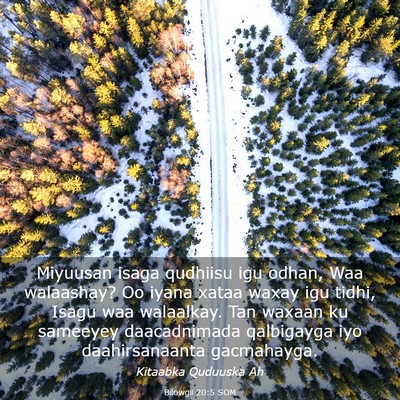 Picture 03 - Bilowgii 20:5 SOM - Miyuusan isaga qudhiisu igu odhan, Waa walaashay? - Bible Verse Picture