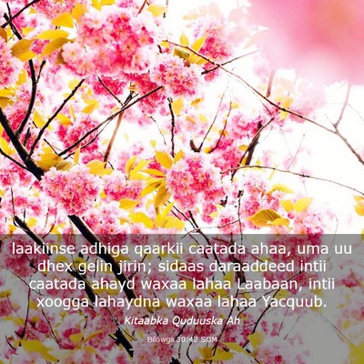 Picture 03 - Bilowgii 30:42 SOM - laakiinse adhiga qaarkii caatada ahaa, uma uu - Bible Verse Picture
