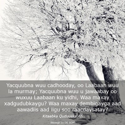 Picture 03 - Bilowgii 31:36 SOM - Yacquubna wuu cadhooday, oo Laabaan wuu la - Bible Verse Picture